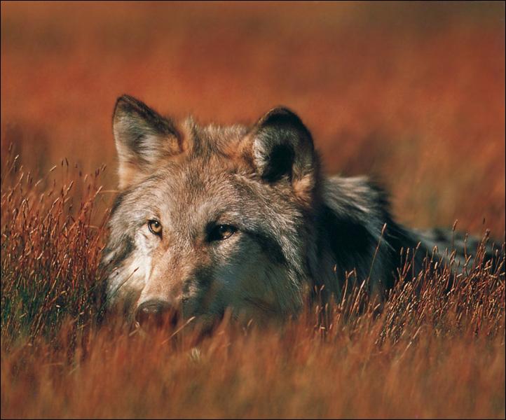 Gray Wolf Song 05-Face Closeup-In Bush.jpg