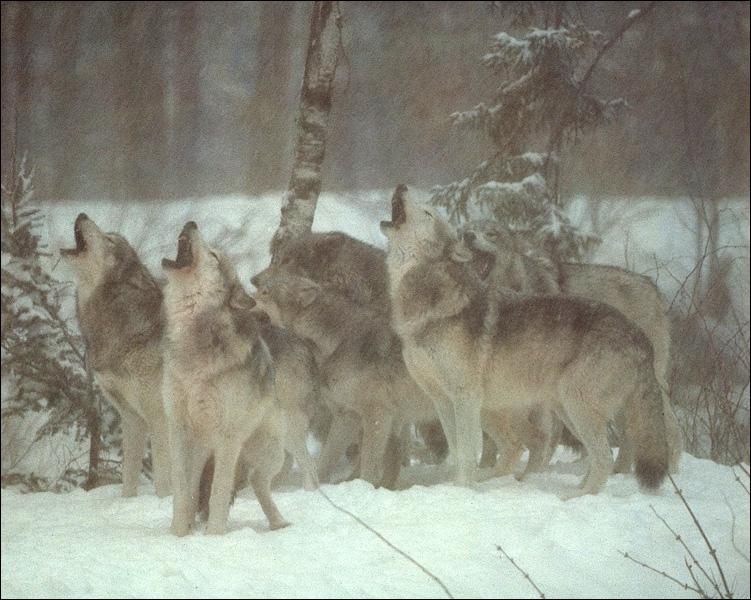 Gray Wolf Song 06-Pack-Howling On Snow.jpg