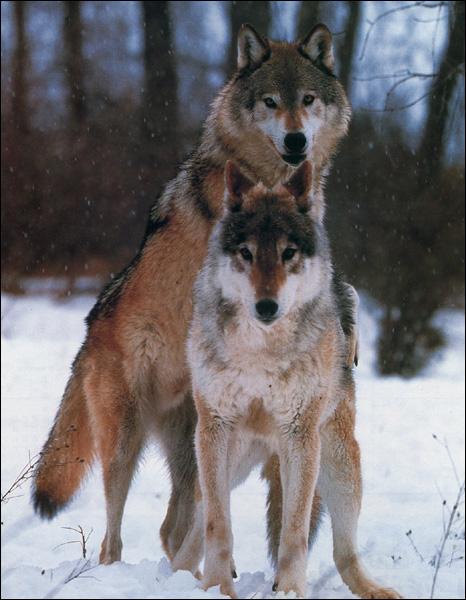 Gray Wolf Song 07-Couple-Mating.jpg
