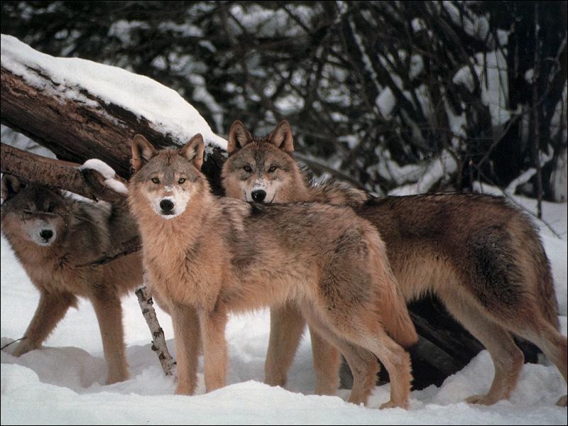 Gray Wolf Song 08-Pack On Snow.jpg