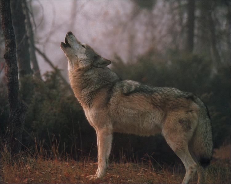 Gray Wolf Song 12-Howling.jpg