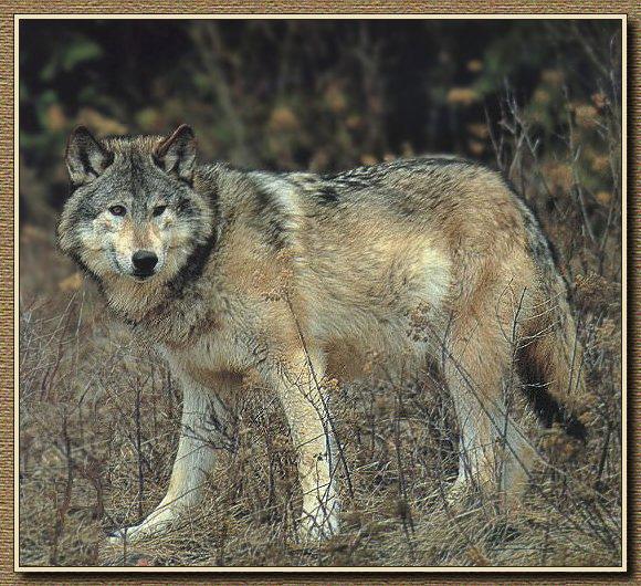 Grey Wolf 03-Standing In Bush.jpg