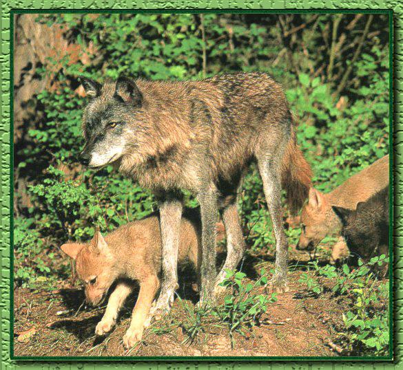 Grey Wolf 04-Mom and Babies.jpg