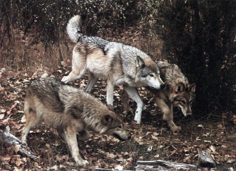 gwolf03-Gray Wolf-3 wolves pack-in forest.jpg