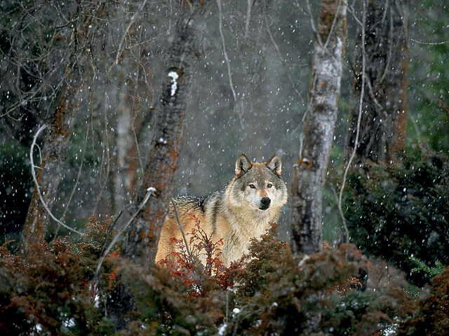 I02-Gray Wolf-in snow falling forest.jpg