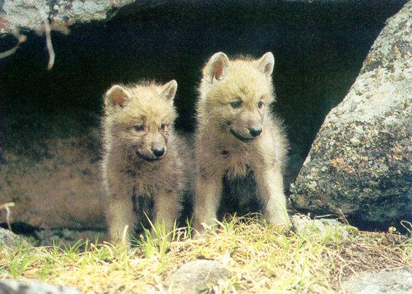 lj American Wolf Pups.jpg