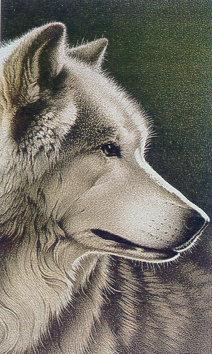 lj Barbara Banthien Portrait Of A Wolf.jpg