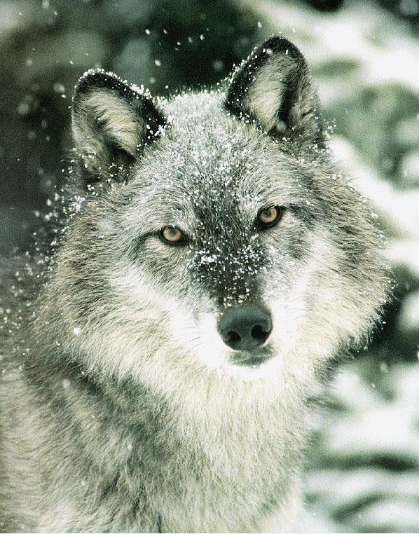 pvsnwolf4-Gray Wolf-snow face closeup.jpg