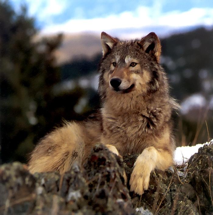p-wolf01-Gray Wolf-sitting on snow hill.jpg