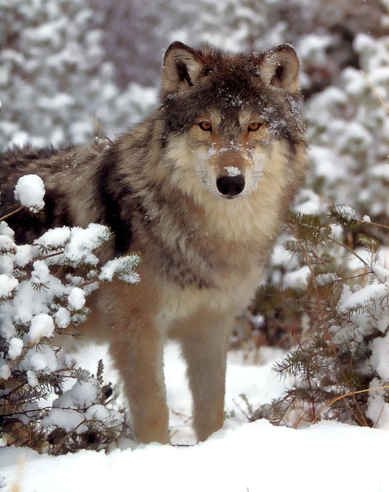 p-wolf02-Gray Wolf-stalking in snow forest.jpg