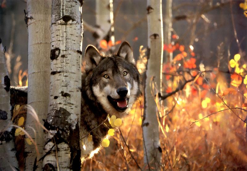 p-wolf05-Gray Wolf-standing behind trees.jpg
