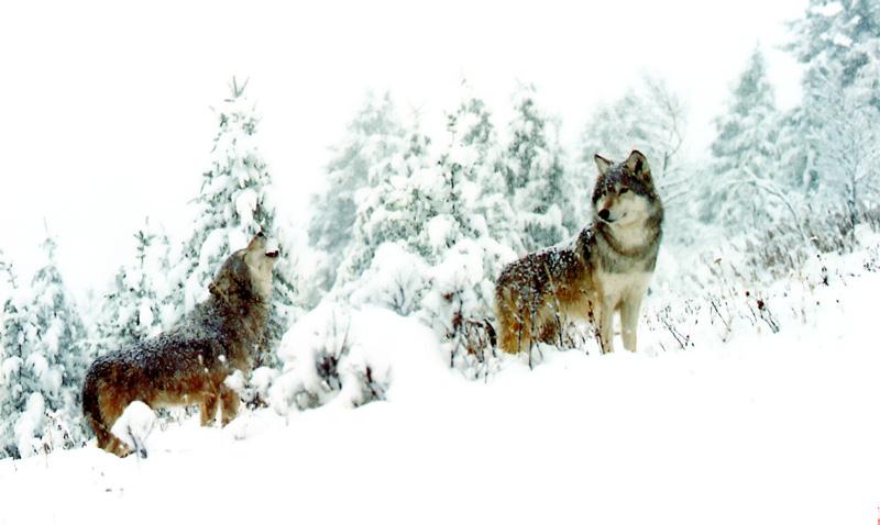 p-wolf06-Gray Wolf-pair-howling in snow.jpg