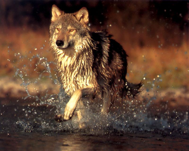 p-wolf07-Gray Wolf-wet-runs in stream.jpg