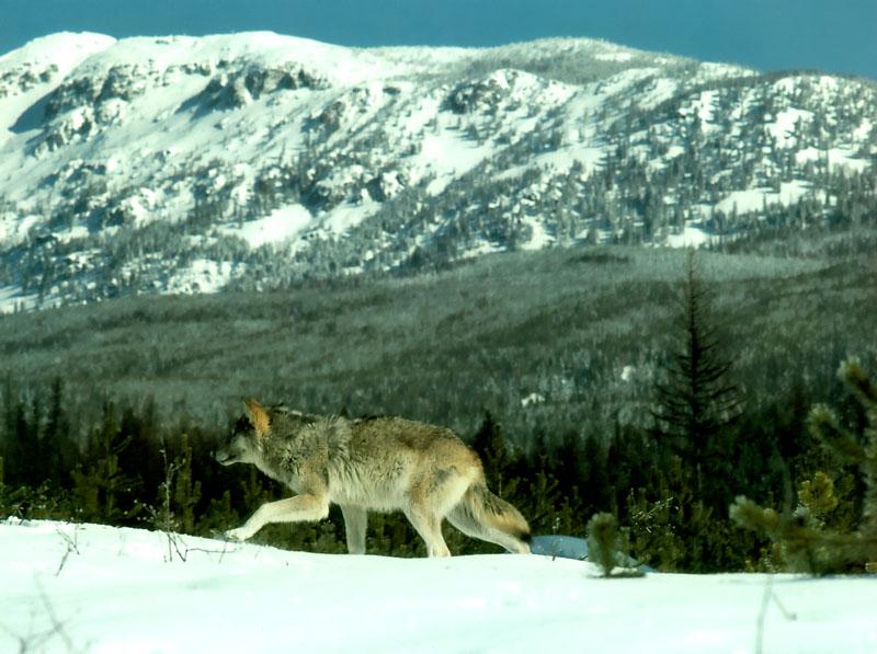 p-wolf08-Gray Wolf-tracing on snow.jpg