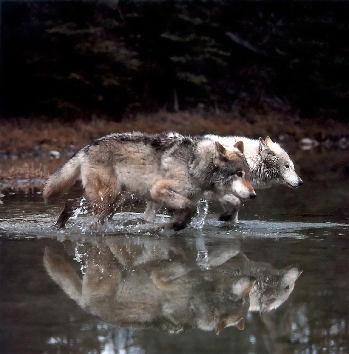 p-wolf28-Gray Wolf-pair in water.jpg