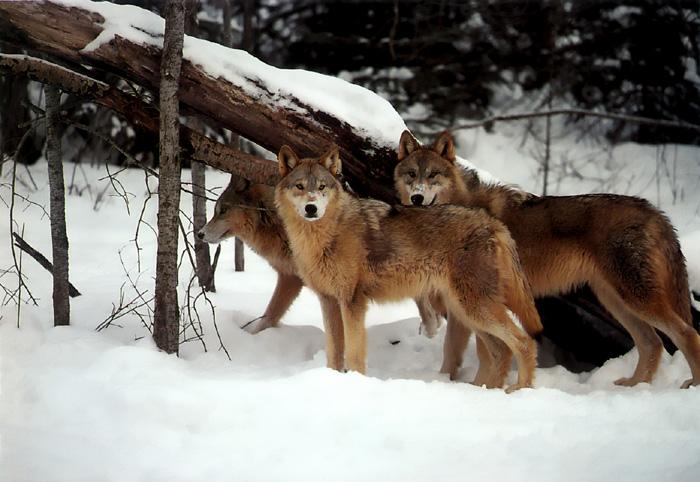p-wolf29-Gray Wolf-pack on snow.jpg