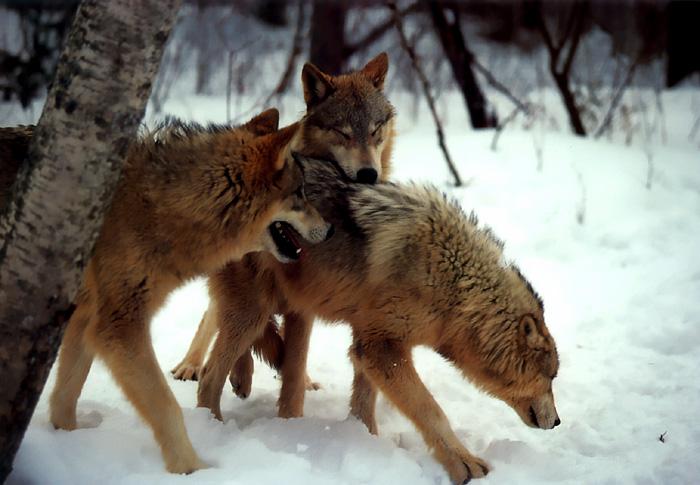 p-wolf30-Gray Wolf-pack on snow.jpg