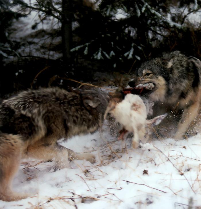 p-wolf32-Gray Wolf-competing for food.jpg