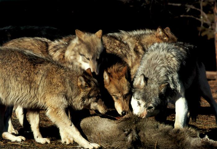 p-wolf33-Gray Wolf-pack of dinner time.jpg
