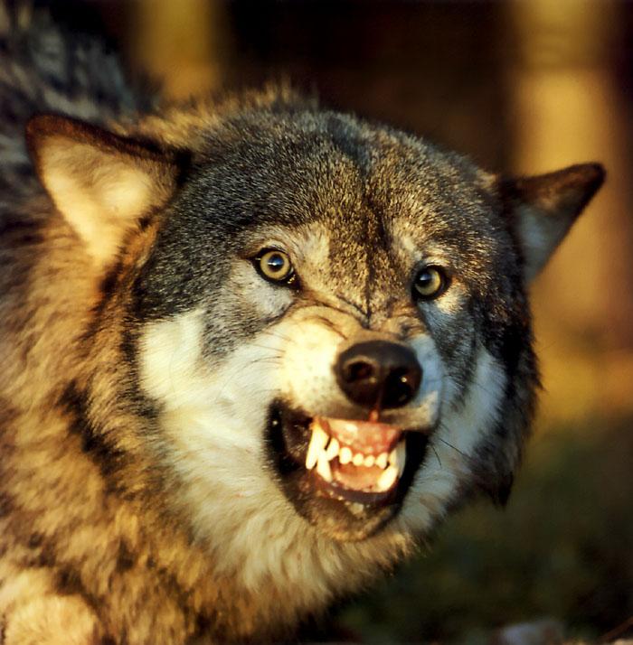 p-wolf36-Gray Wolf-snarling face.jpg