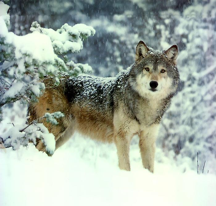 p-wolf39-Gray Wolf-standing on snow.jpg