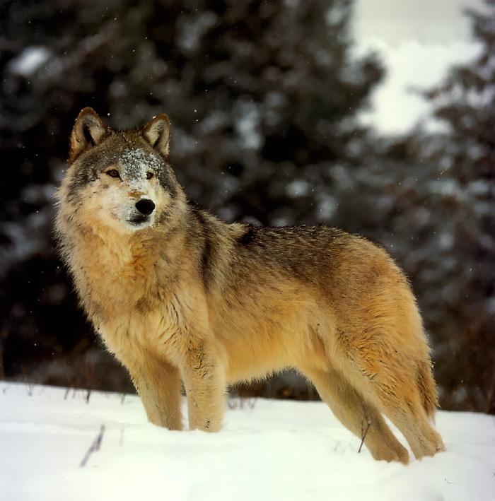 p-wolf42-Gray Wolf-standing in snow.jpg