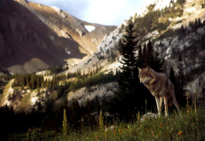 p-wolf43-Gray Wolf-standing on hill.jpg
