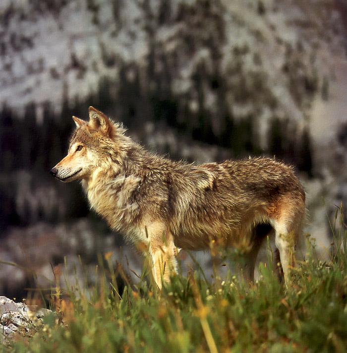 p-wolf44-Gray Wolf-standing on grass.jpg