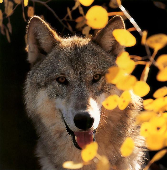 p-wolf45-Gray Wolf-face closeup.jpg