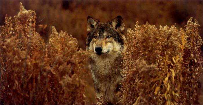 p-wolf46-Gray Wolf-standing in brush.jpg