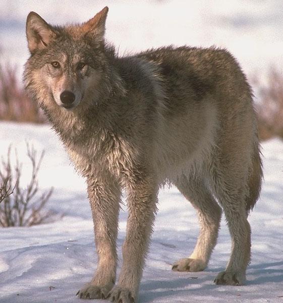 wolf017-Gray Wolf-standing on snow-portrait.jpg