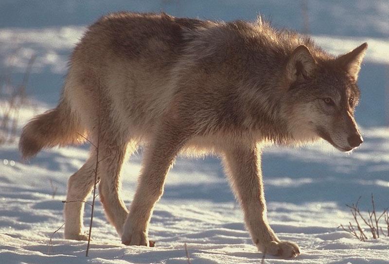 wolf020-Gray Wolf-walking on snow.jpg