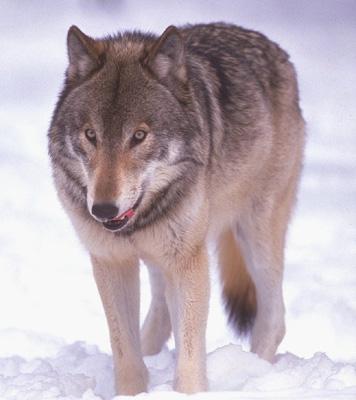 wolf022-Gray Wolf-standing on snow-closeup.jpg