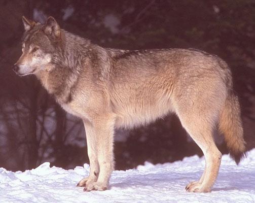 wolf031-Gray Wolf-standing on snow.jpg