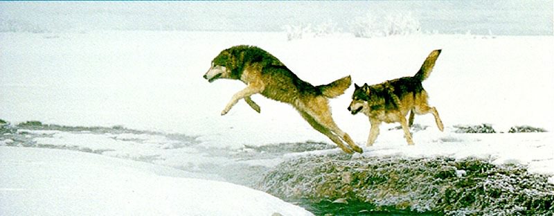wolf032-Gray Wolf-2wolves jumping over ditch.jpg