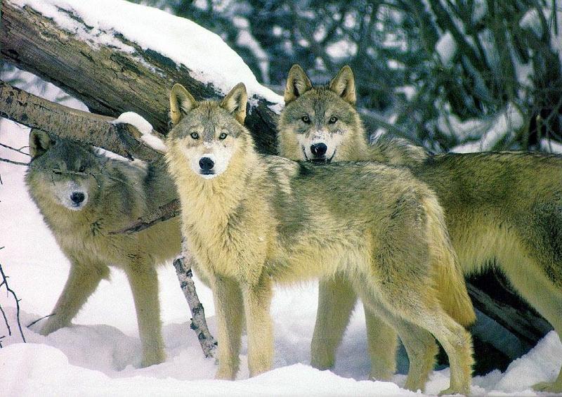 wolf034-Gray Wolf-pack under log on snow.jpg