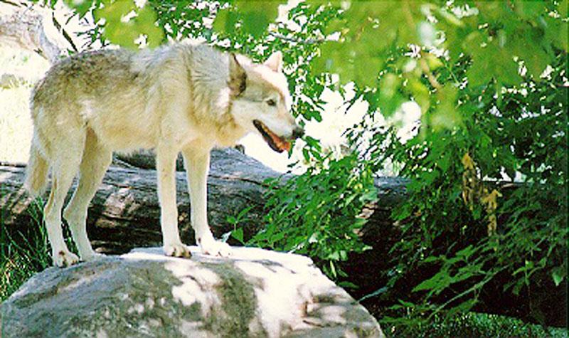 wolf036-Gray Wolf-standing on rock.jpg