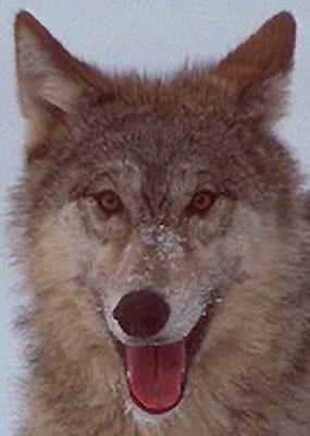 wolf044a-Gray Wolf-happy face closeup.jpg