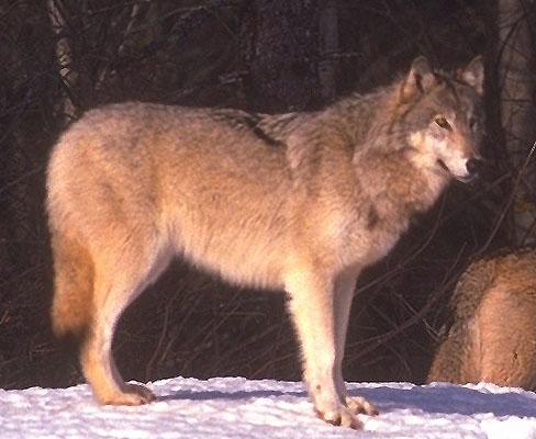wolf053-Gray Wolf-standing on snow.jpg