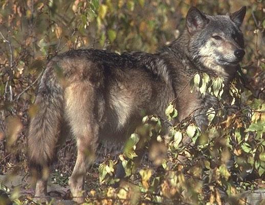 wolf095-Gray Wolf-looks back in forest.jpg