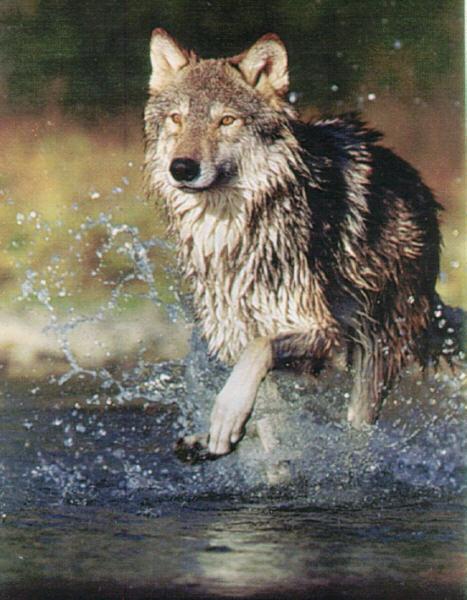 wolf2-running On Stream.jpg
