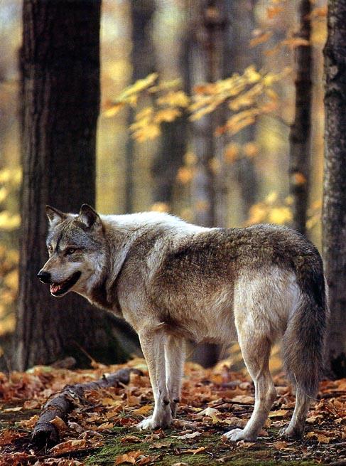 wood 3-Gray Wolf-snarls in forest.jpg