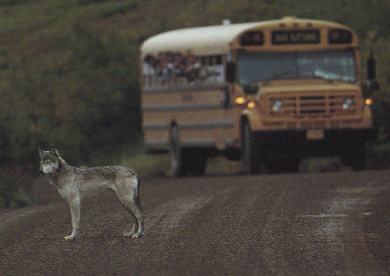 wolf26-Gray Wolf-stadning on road-with school bus.jpg