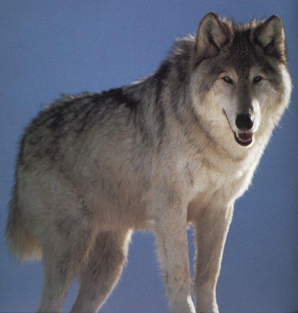 wolf29-Gray Wolf-portrait.jpg