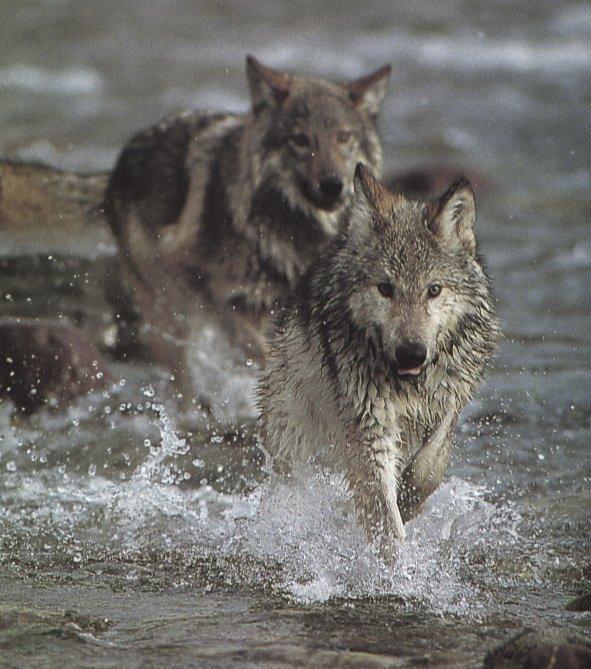 wolf30-Gray Wolf-pair running in stream.jpg