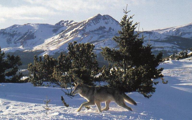 wolf33-Gray Wolf-runs on snow plain.jpg