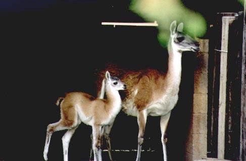Guanacos-South America-mom and young.jpg