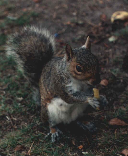 esquilo-Squirrel-Eating Nut.jpg