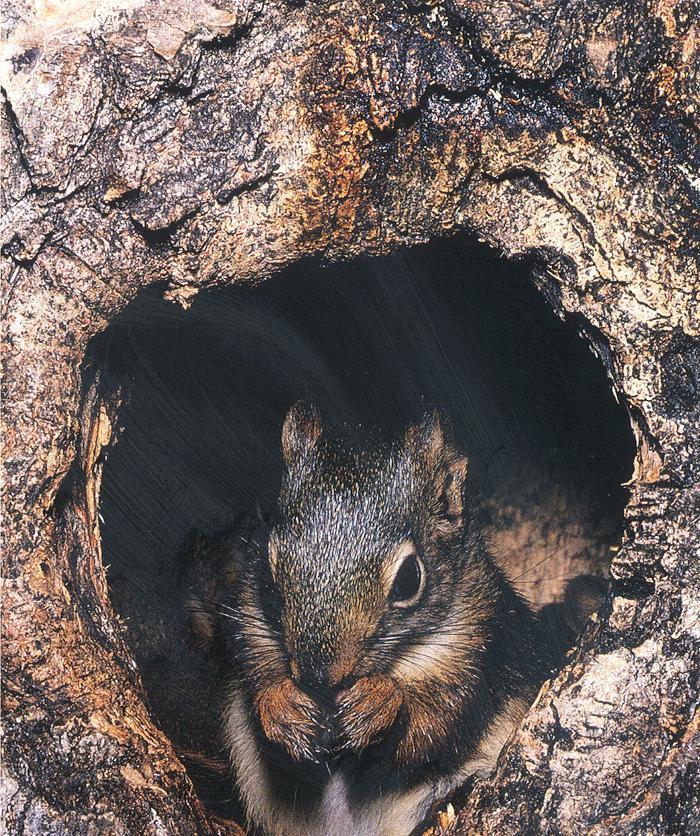 squirrel1.jpg