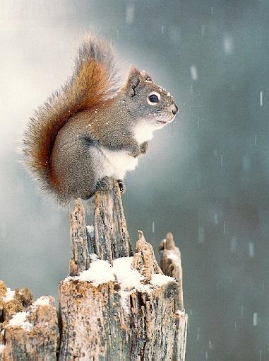 squirrel4-On Log-In Snow.jpg